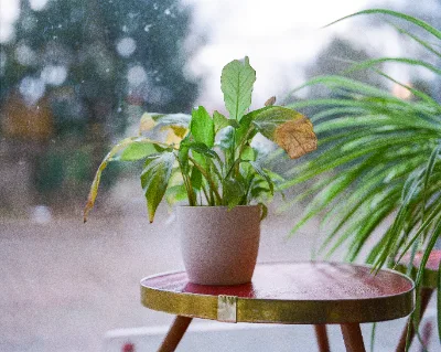 Fuji 400H · Berlin · 2019 · 12