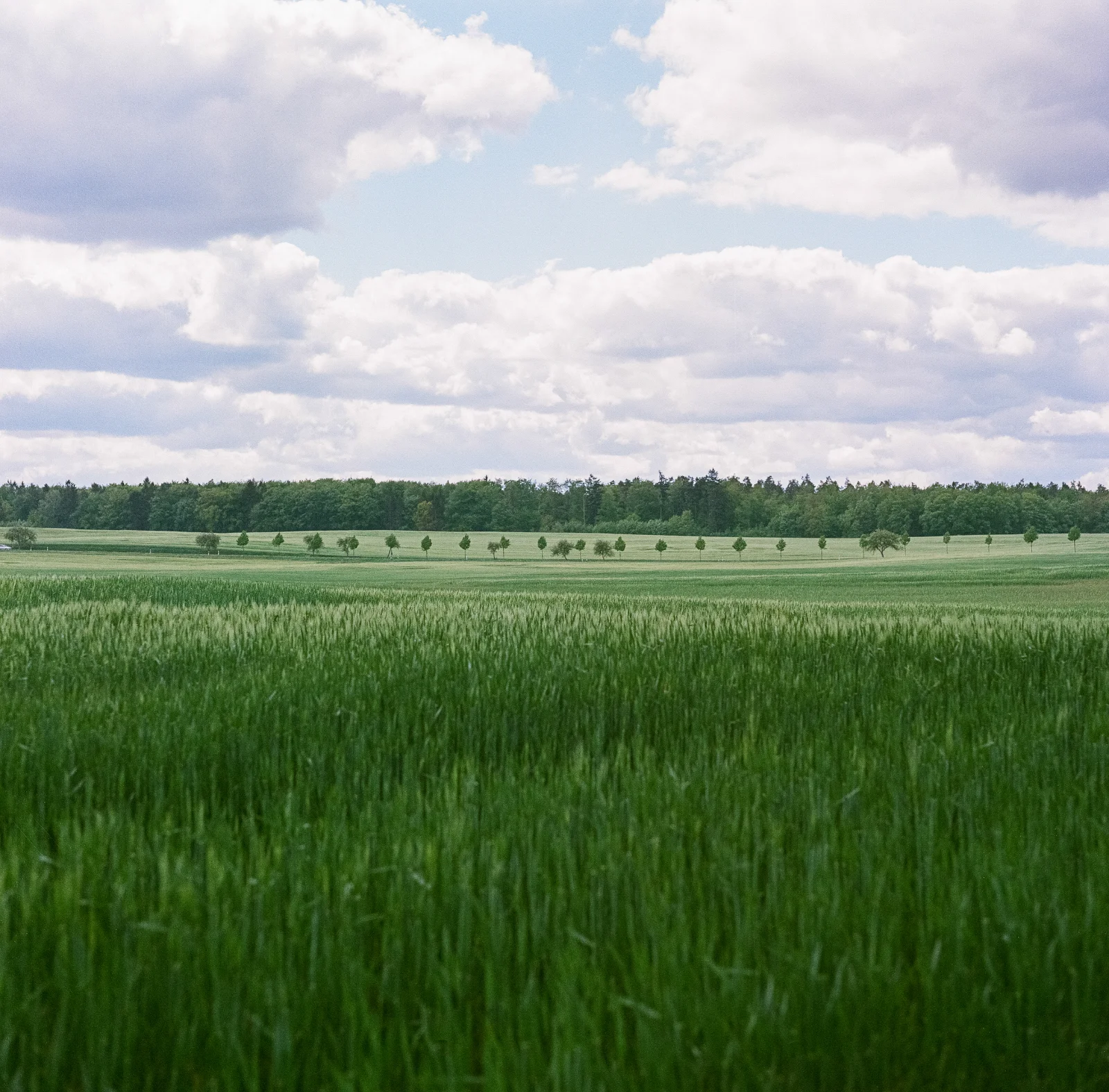 Fuji NPS 160 (expired) · Brandenburg · 2019
