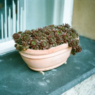 Fuji 400H · Berlin · 2019 · 14