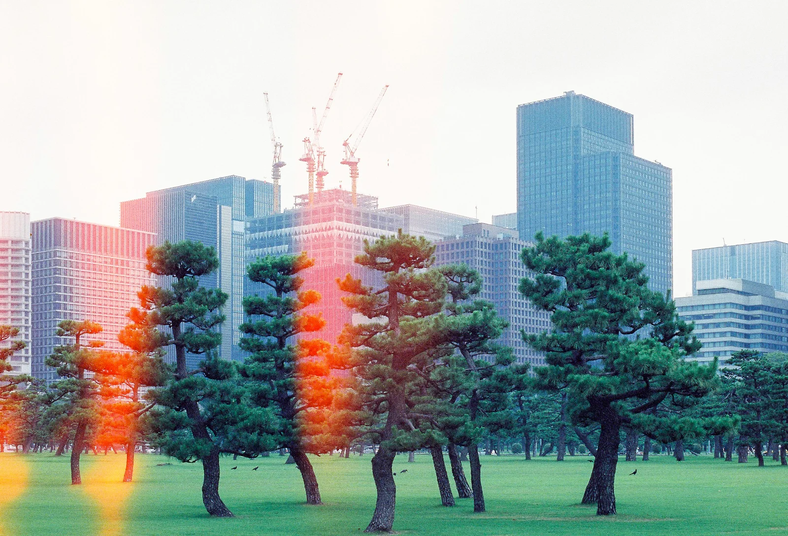 Cinestill 800T · Tokyo · 2019 · 21