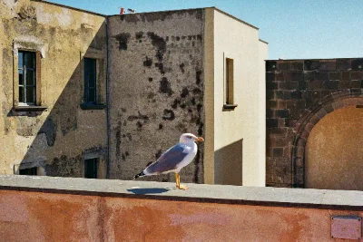 Kodak Gold · Napoli · 2019 · 4