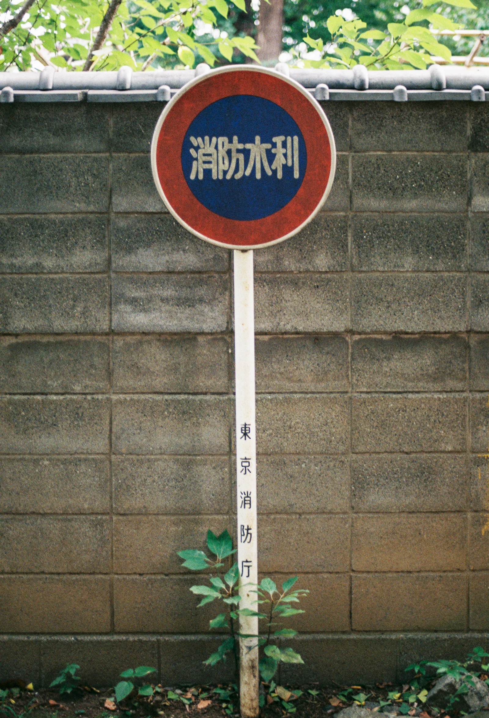 Fuji C200 · Tokyo · 2019 · 15
