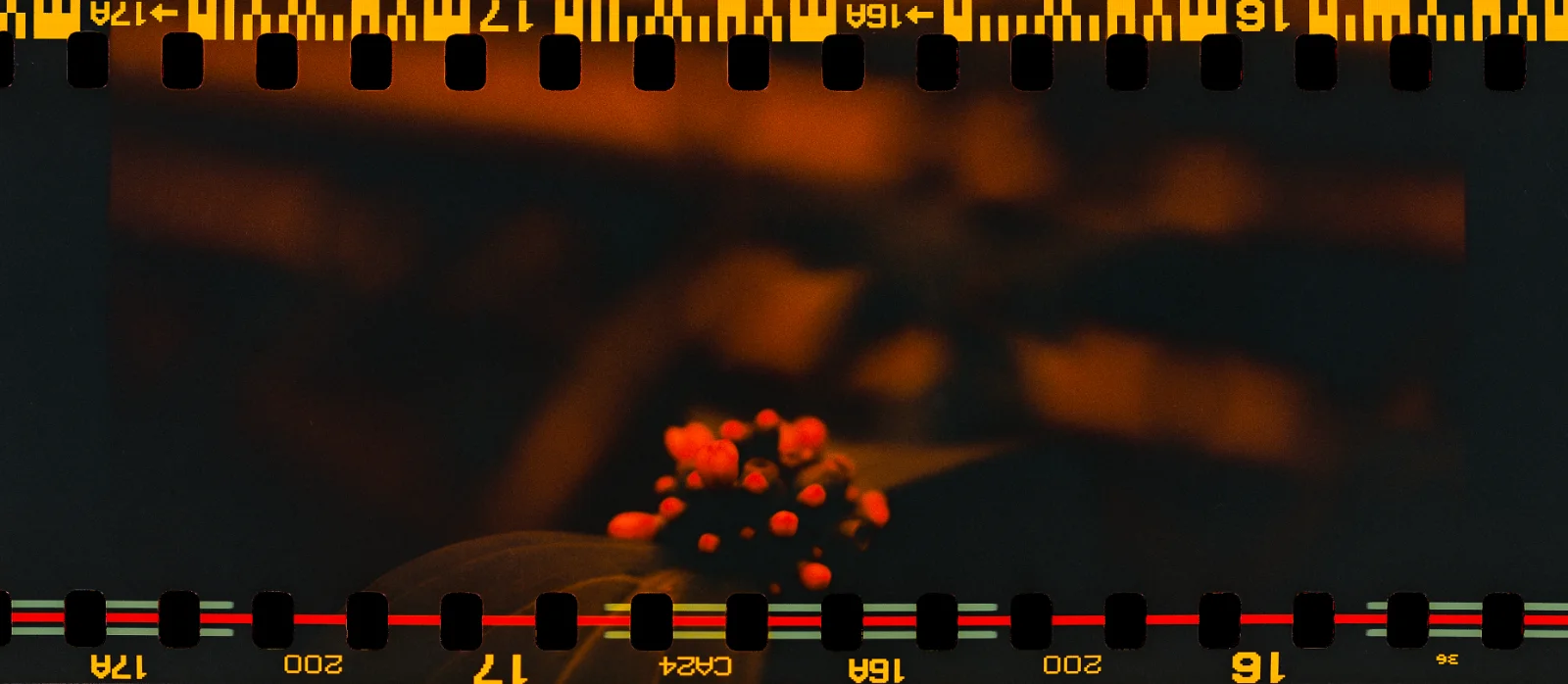 Fuji C200 (reversed/redscale) · Berlin · 2019 · 2
