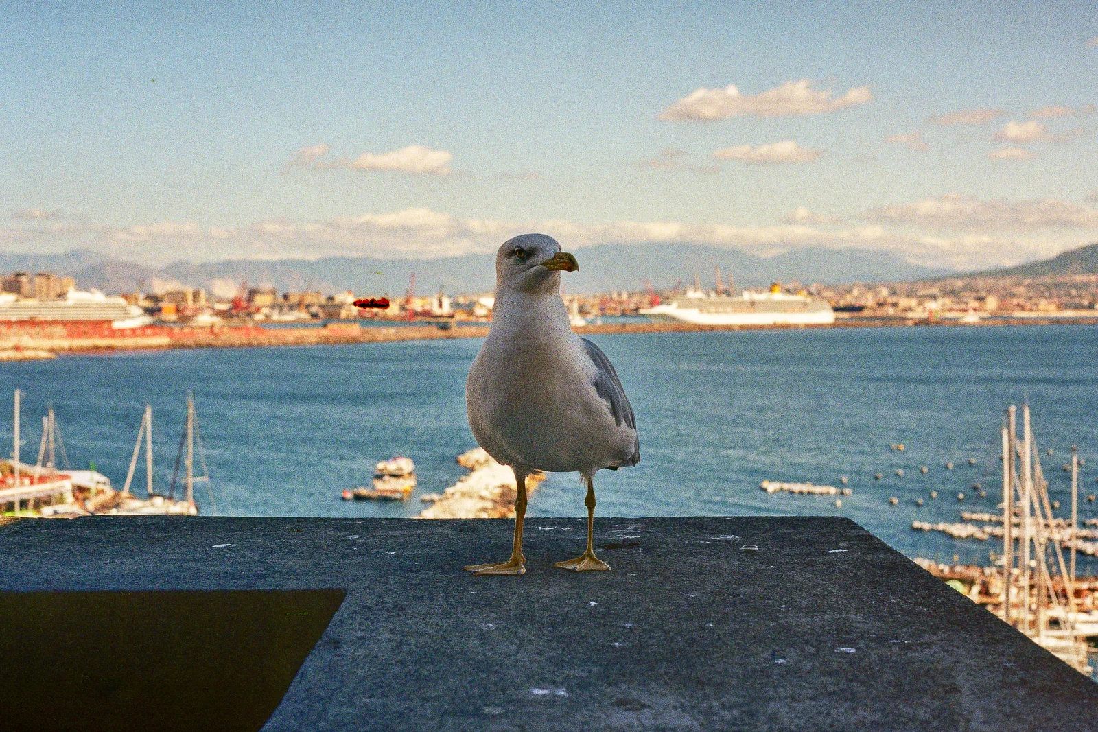 Kodak Gold · Napoli · 2019 · 2