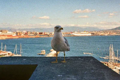 Kodak Gold · Napoli · 2019 · 2