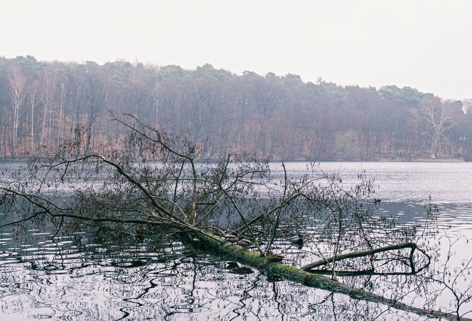 Superia 400 · Berlin · 2019 · 3
